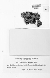 Inoderma epigaeum image